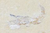 Cretaceous Fossil Shrimp - Lebanon #123881-1